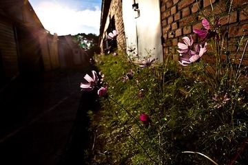 博克图的花