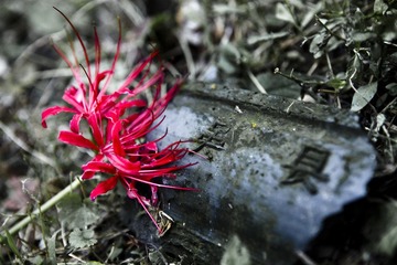 彼岸花