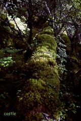 IMG_5200.jpg