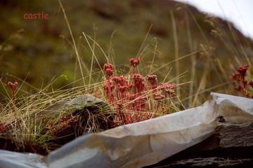 IMG_5334.jpg