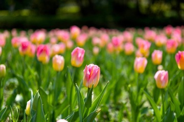 46A62177-F7D7-44F1-A793-4CB585524133/L0/001