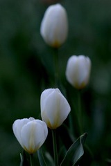 传DSC_0859.jpg