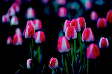 传DSC_1368.jpg