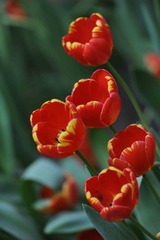 传DSC_1871.jpg