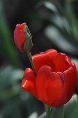 传DSC_1905.jpg