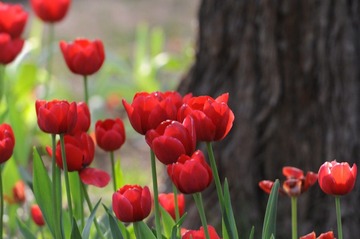 传DSC_1943.jpg