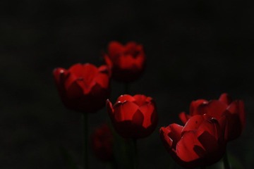 传DSC_1947.jpg
