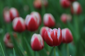 传DSC_1988.jpg