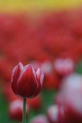 传DSC_2051.jpg