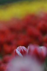 传DSC_2049.jpg