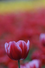 传DSC_2061.jpg