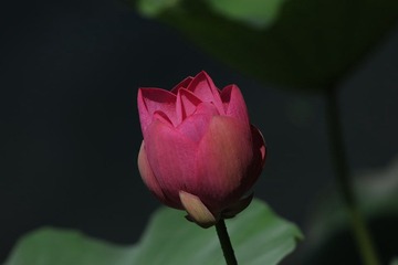 DSC_2851.jpg