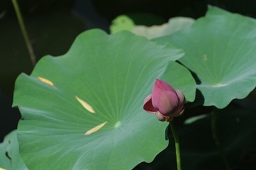 DSC_2877.jpg