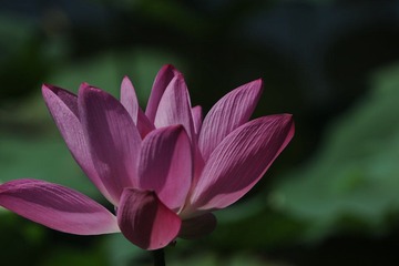 DSC_2930.jpg