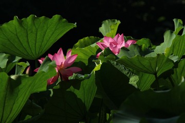 IMG_5016.JPG