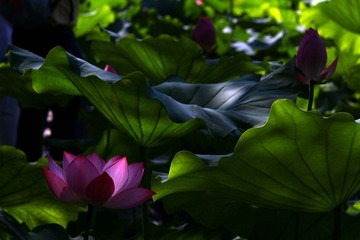 IMG_5019.JPG