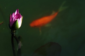 IMG_5041.JPG