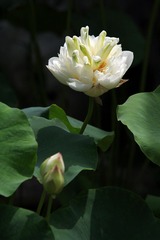 IMG_5168.JPG