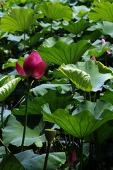 IMG_5176.JPG