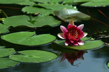 IMG_5221.JPG