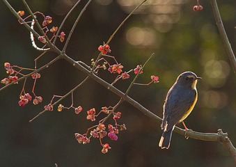 ““IMG_7685”为智能对象-1”为智能对象-1
