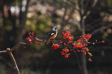 “IMG_8418”为智能对象-1