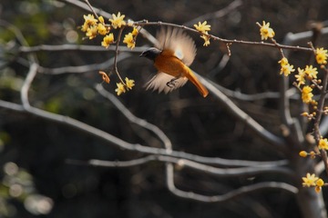 “IMG_8432”为智能对象-1