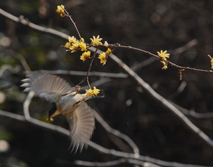 “IMG_8449”为智能对象-1