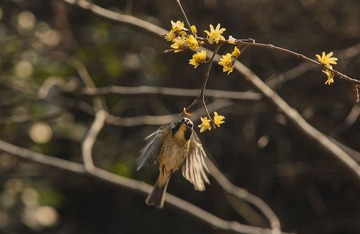 “IMG_8453”为智能对象-1