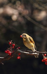 “IMG_8489”为智能对象-1