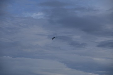 F6ED50E3-6525-448C-B9F8-9BDAA7FA2124/L0/001