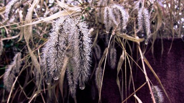 IMG_0263.jpg