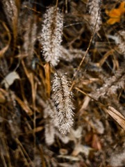 IMG_0306.jpg