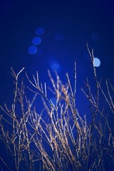 IMG_4733.jpg