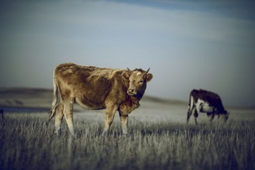 IMG_4851.jpg