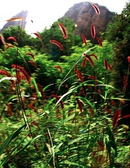 一堆小草