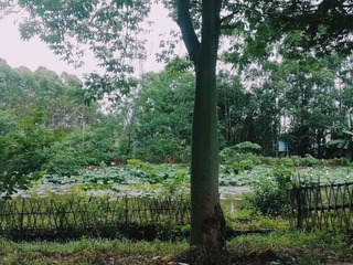 527061