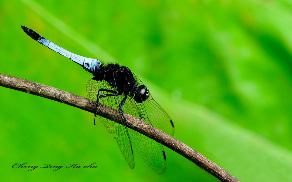 鼎异色灰蜻 br /> 俗名: 鼎脉蜻蜓 .