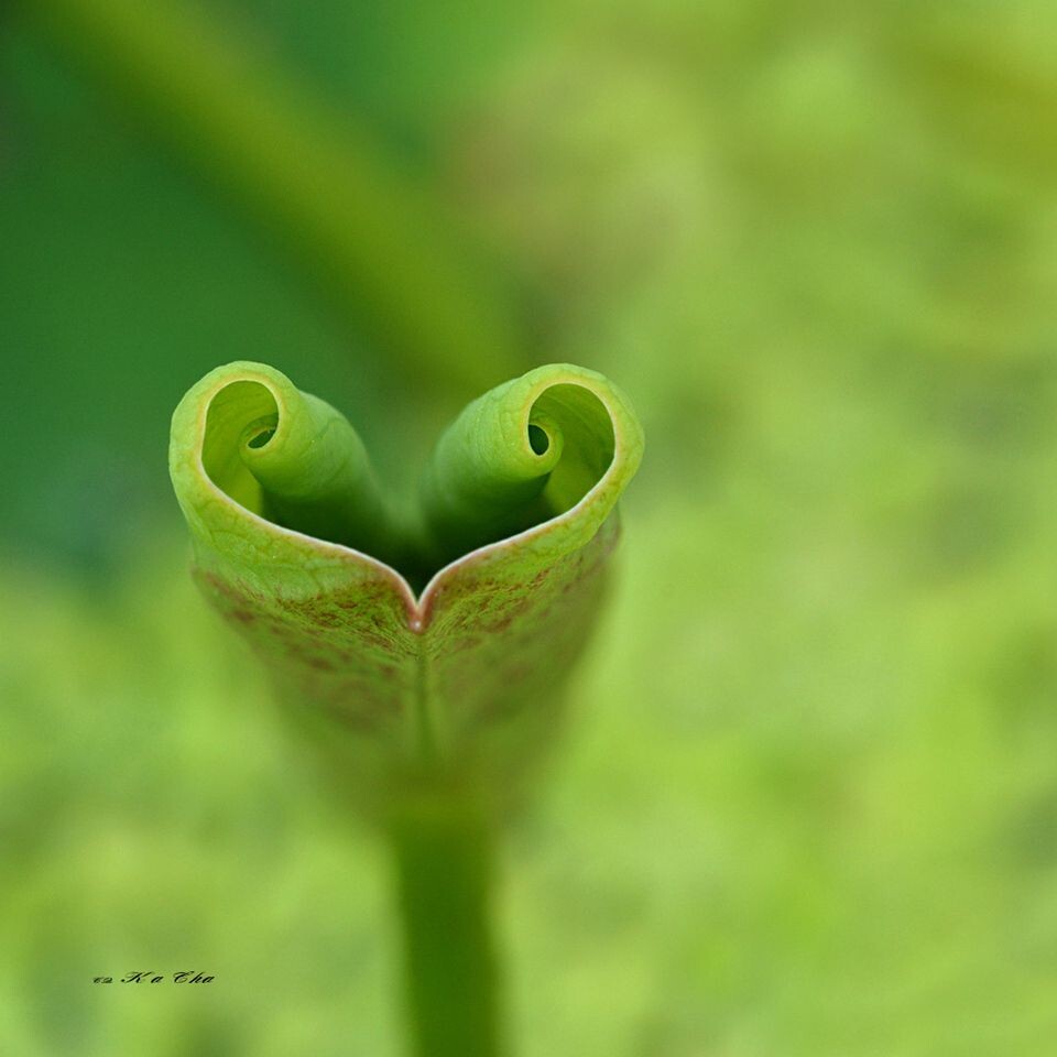 荷叶 Nelumbonucifera<br />
