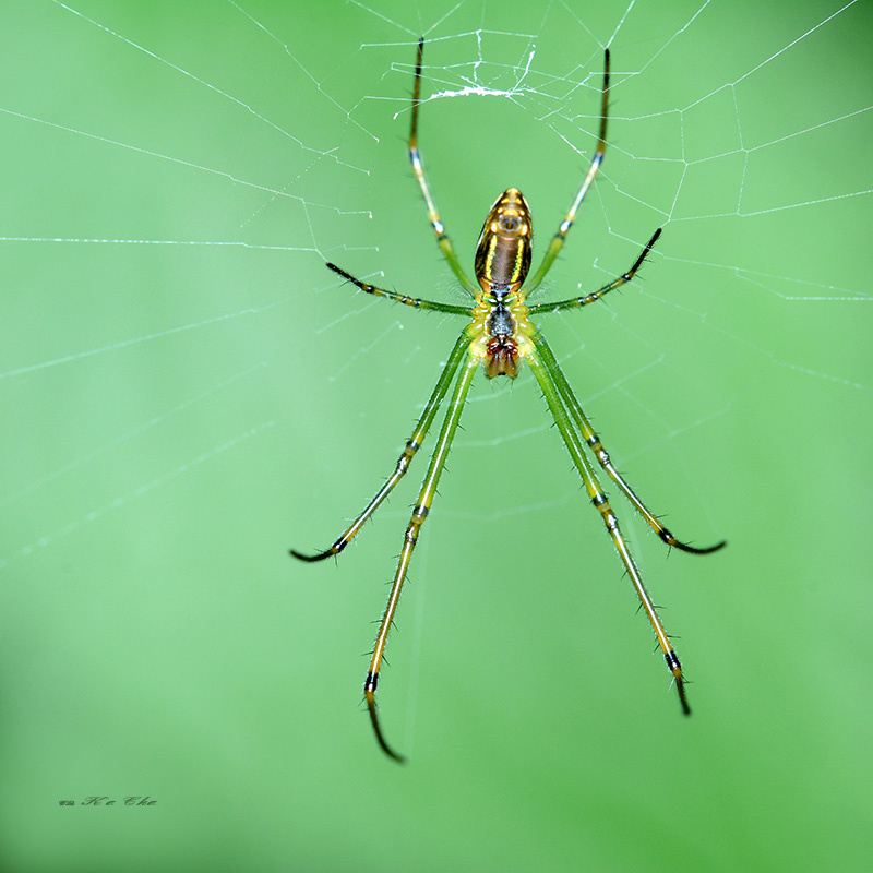 西里银鳞蛛leucaugecelebesiana