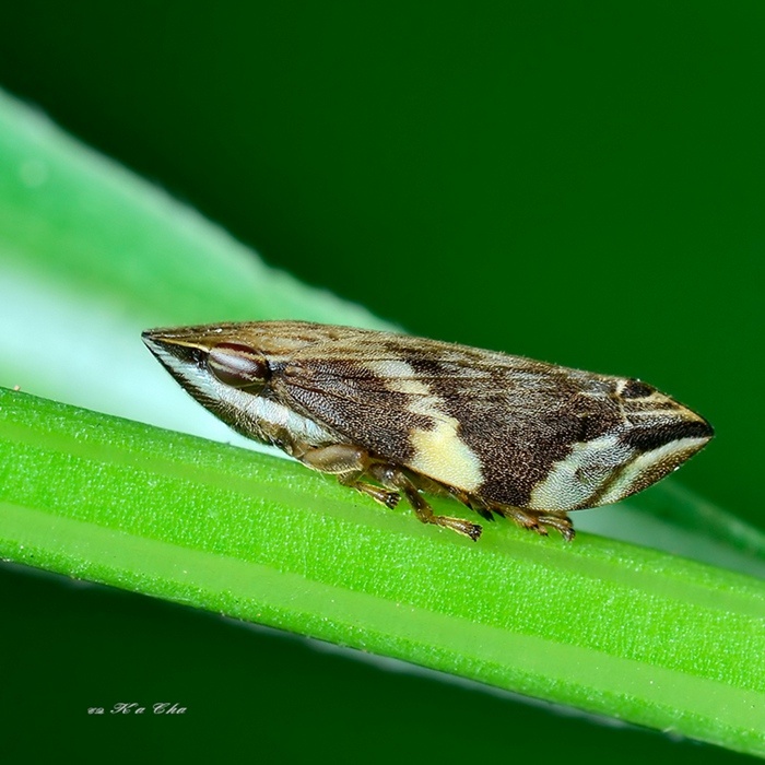 铲头沫蝉froghopper