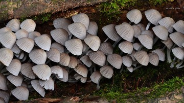 簇生鬼伞 Coprinus disseminatus