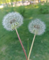 1000024316