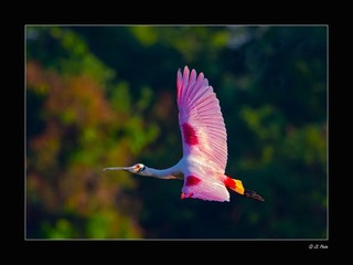 spoonbill.jpg