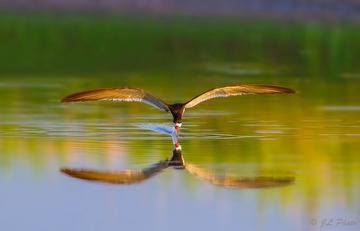 _MG_3531 ii 1024 e