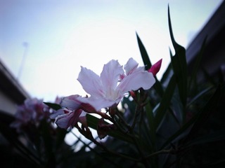 R0010730.JPG