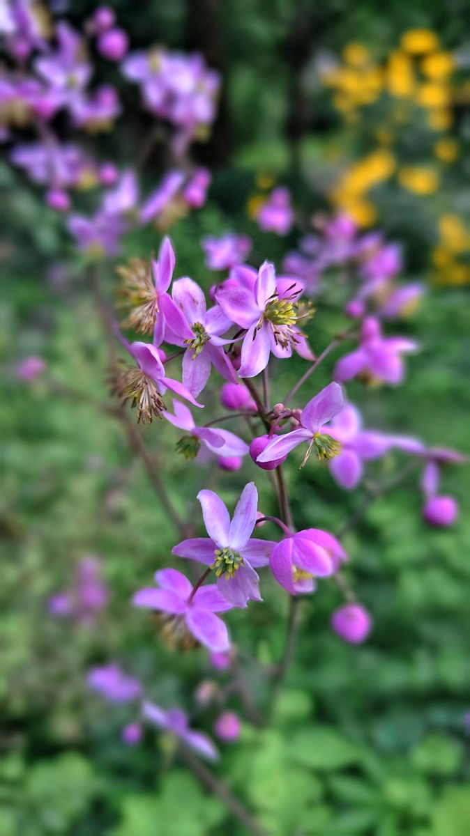 偏翅唐松草 - 爱摄影亅流浪者 - 图虫