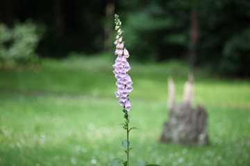 IMG_3886.JPG