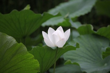 IMG_4039.JPG