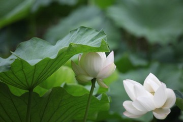 IMG_4048.JPG